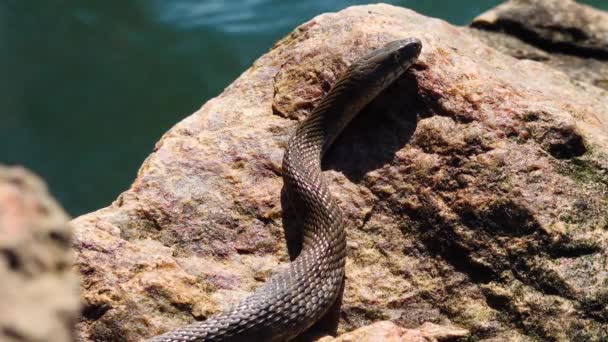 Wąż Kostny Natrix Tessellata Leży Kamieniu Ujściu Rzeki Hadzhibey Ukraina — Wideo stockowe