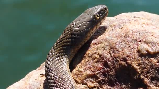 这条骰子蛇 Natrix Tessellata 躺在乌克兰哈德齐贝河口的一块石头上 — 图库视频影像