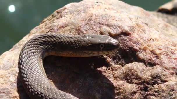 Serpiente Dados Natrix Tessellata Encuentra Una Piedra Estuario Hadzhibey Ucrania — Vídeos de Stock