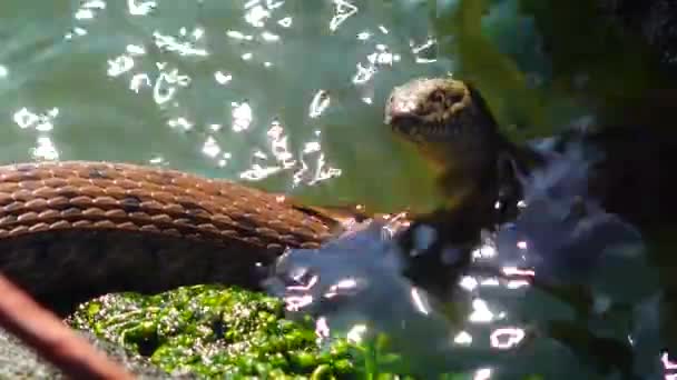 Die Würfelnatter Natrix Tessellata Liegt Auf Einem Stein Hadzhibey Mündung — Stockvideo