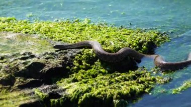 Zar yılanı (Natrix tessellata) yeşil algler, Hadzhibey haliçleri, Ukrayna 'daki bir taşın üzerinde bulunur.