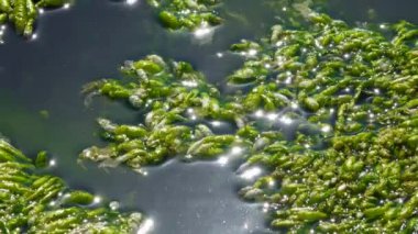 (Ulva intestinalis). Yeşil Algler (Enteromorpha) kıyıya yakın bir taşın üzerinde, Hadzhibeysky haliçleri, Ukrayna