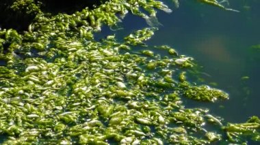 (Ulva intestinalis). Yeşil Algler (Enteromorpha) kıyıya yakın bir taşın üzerinde, Hadzhibeysky haliçleri, Ukrayna