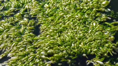 (Ulva intestinalis). Yeşil Algler (Enteromorpha) kıyıya yakın bir taşın üzerinde, Hadzhibeysky haliçleri, Ukrayna