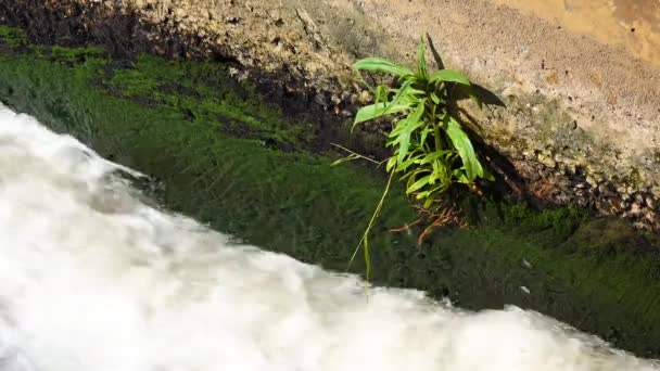 Une Plante Verte Pousse Mur Béton Milieu Ruisseau Eau — Video
