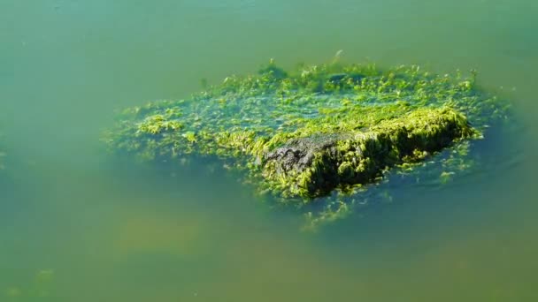 Πράσινη Άλγη Μια Πέτρα Κοντά Στην Ακτή Hadzhibeysky Εκβολές — Αρχείο Βίντεο