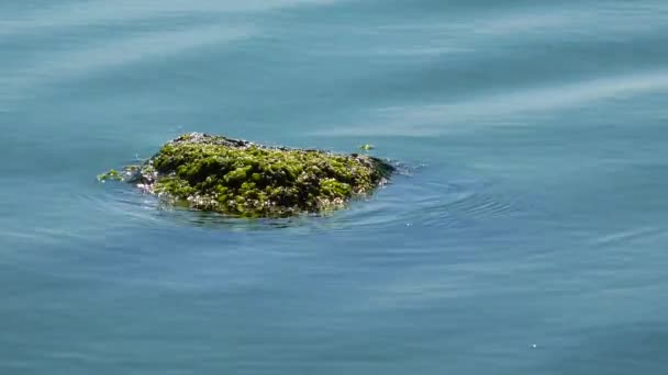 Ulva Intestinalis Algas Verdes Enteromorpha Uma Pedra Perto Costa Estuário — Vídeo de Stock
