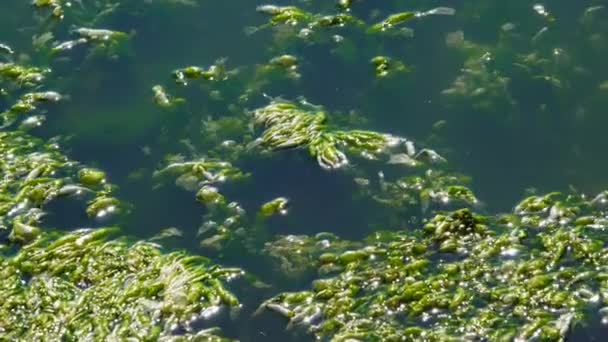 Ulva Intestinalis Alghe Verdi Enteromorpha Una Pietra Vicino Alla Riva — Video Stock