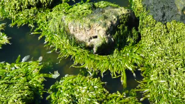 Ulva Inteinalis Зеленые Водоросли Enteromorpha Камне Берега Хаджибейское Устье Украина — стоковое видео