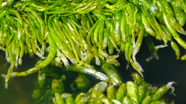 Ulva Intestinalis Algas Verdes Enteromorpha Una Piedra Cerca Orilla Estuario — Vídeos de Stock