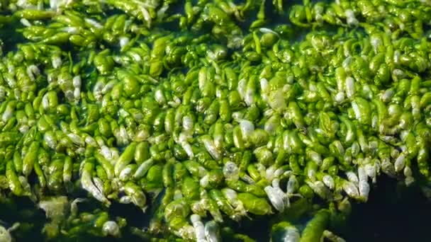 Ulva Intestinalis Algas Verdes Enteromorpha Una Piedra Cerca Orilla Estuario — Vídeos de Stock