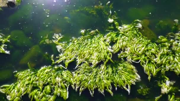 Ulva Intestinalis Algues Vertes Enteromorpha Sur Une Pierre Près Rivage — Video