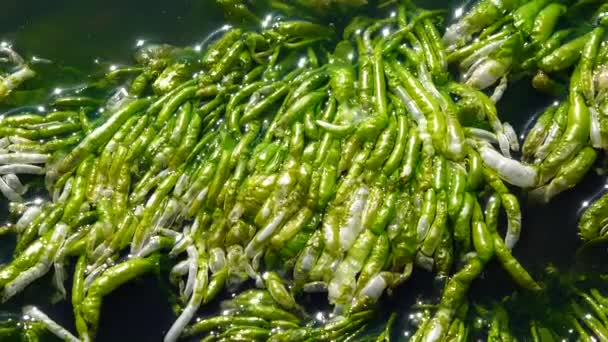 Ulva Intestinalis Algas Verdes Enteromorpha Una Piedra Cerca Orilla Estuario — Vídeo de stock