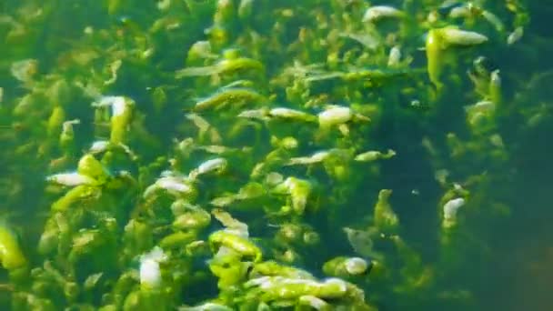Ulva Intestinalis Yeşil Algler Enteromorpha Kıyıya Yakın Bir Taşın Üzerinde — Stok video