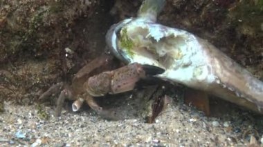 Jaguar yuvarlak yengeç (Xantho poressa). Karadeniz 'in Hayvanı