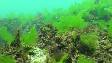Karadeniz 'in yosunları. Karadeniz 'deki deniz tabanında bulunan yeşil yosunlar (Ulva, Enteromorpha)