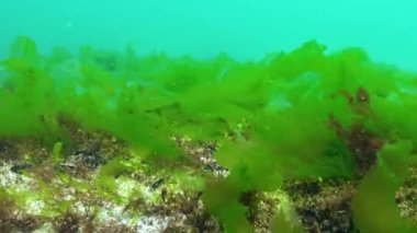 Karadeniz 'in yosunları. Karadeniz 'deki deniz tabanında bulunan yeşil yosunlar (Ulva, Enteromorpha)