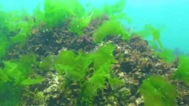 Karadeniz 'in yosunları. Karadeniz 'deki deniz tabanında bulunan yeşil yosunlar (Ulva, Enteromorpha)