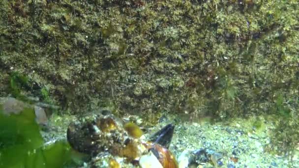Crabe Commun Xantho Poressa Faune Mer Noire — Video