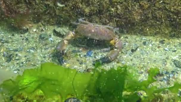 Cangrejo Redondo Jaguar Xantho Poressa Fauna Del Mar Negro — Vídeo de stock