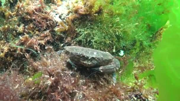 Caranguejo Redondo Jaguar Xantho Poressa Fauna Mar Negro — Vídeo de Stock