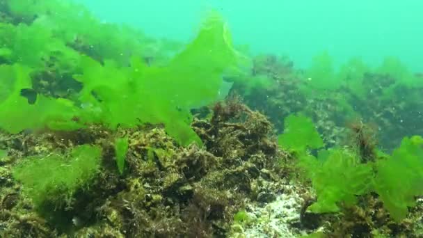 Algas Del Mar Negro Algas Verdes Ulva Enteromorpha Fondo Marino — Vídeo de stock