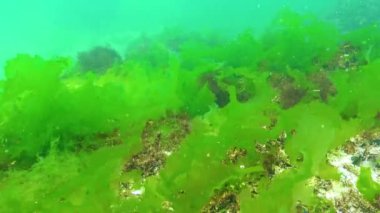 Karadeniz 'in yosunları. Karadeniz 'deki deniz tabanında bulunan yeşil yosunlar (Ulva, Enteromorpha)