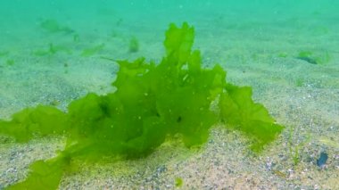 Karadeniz 'in yosunları. Karadeniz 'deki deniz tabanında bulunan yeşil yosunlar (Ulva, Enteromorpha)