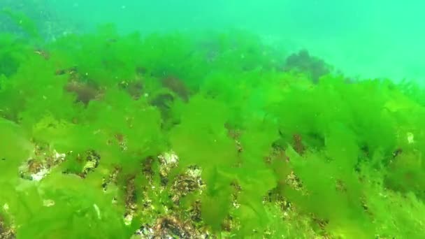 Algas Del Mar Negro Algas Verdes Ulva Enteromorpha Fondo Marino — Vídeo de stock