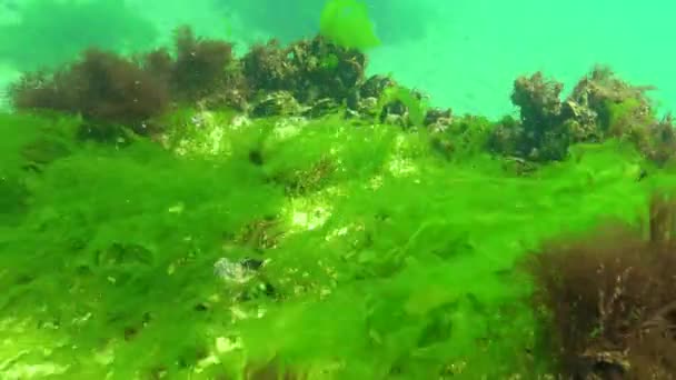 Algas Mar Negro Algas Verdes Ulva Enteromorpha Fundo Mar Mar — Vídeo de Stock