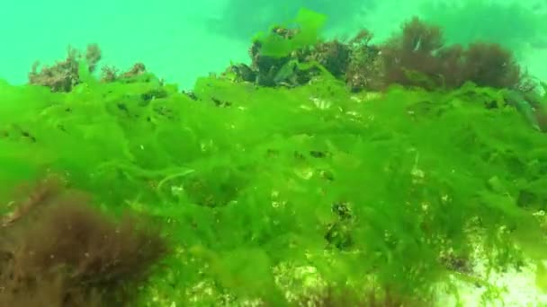 Algas Mar Negro Algas Verdes Polysiphonia Ceramium Ulva Enteromorpha Fundo — Vídeo de Stock