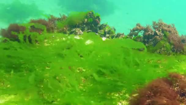 黑海的海鸥 黑海海底的绿藻 多角藻 乌尔瓦藻 肠水藻 — 图库视频影像