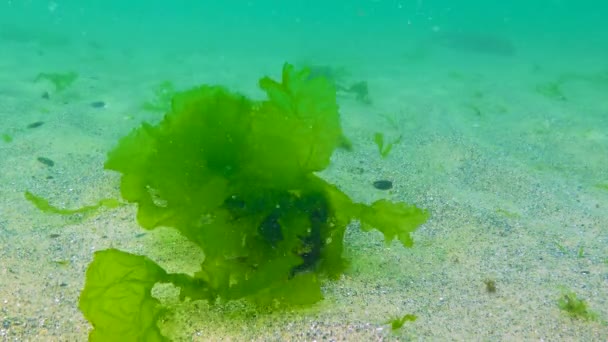 Algues Mer Noire Algues Vertes Ulva Enteromorpha Sur Les Fonds — Video
