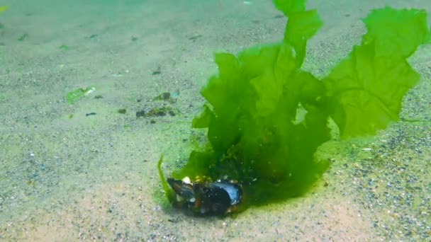 Svarta Havets Alger Gröna Alger Ulva Enteromorpha Havsbotten Svarta Havet — Stockvideo