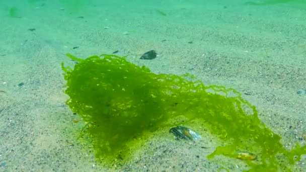 Algas Del Mar Negro Algas Verdes Ulva Enteromorpha Fondo Marino — Vídeo de stock