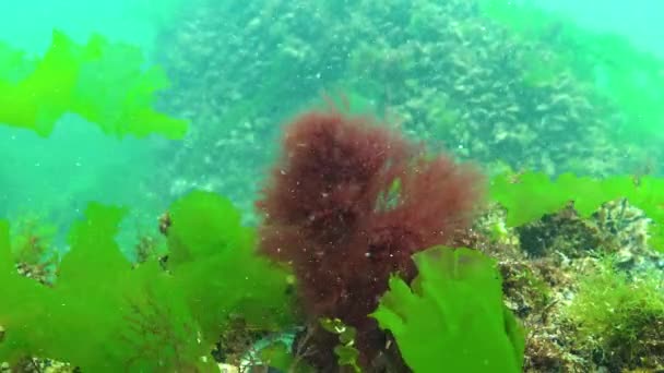 Svarta Havets Alger Gröna Alger Polysiphonia Ceramium Ulva Enteromorpha Havsbotten — Stockvideo