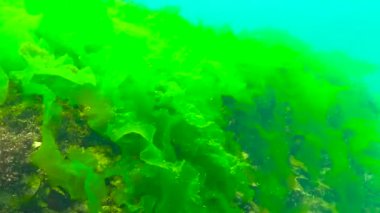 Karadeniz 'in yosunları. Karadeniz 'deki deniz tabanında bulunan yeşil yosunlar (Ulva, Enteromorpha)