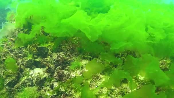 Algas Mar Negro Algas Verdes Ulva Enteromorpha Fundo Mar Mar — Vídeo de Stock