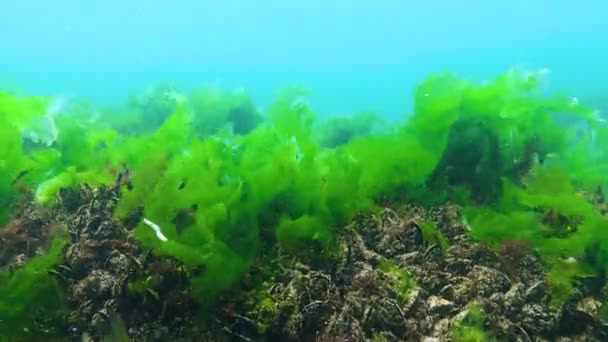 Algas Mar Negro Algas Verdes Ulva Enteromorpha Fundo Mar Mar — Vídeo de Stock