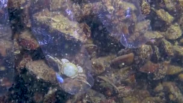 Spazzatura Plastica Mare Uccisione Animali Acqua Trappola Mortale Guanto Plastica — Video Stock