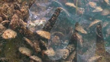 Denizde plastik çöp, suda hayvan katili. Yengeç plastik eldiveni için ölüm tuzağı. Karadeniz