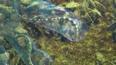 Denizde plastik çöp, suda hayvan katili. Plastik balık eldiveni için ölümcül tuzak. Karadeniz