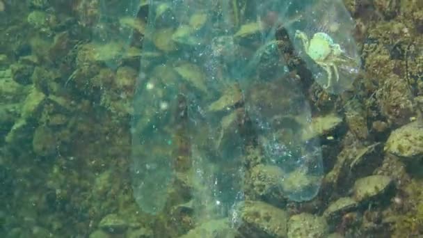 海里的塑料垃圾水里的动物杀手螃蟹塑料手套的死亡陷阱黑海地区 — 图库视频影像