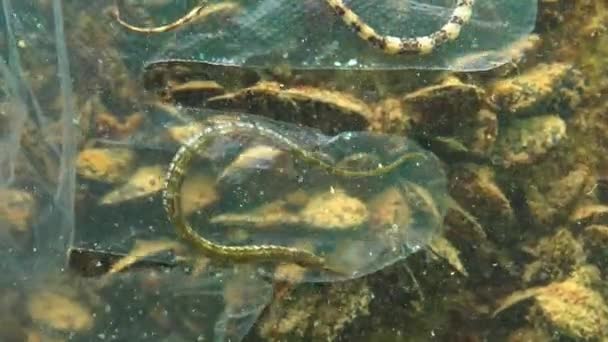 Basura Plástica Mar Asesino Animales Agua Trampa Mortal Para Los — Vídeos de Stock