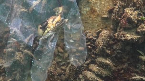 Spazzatura Plastica Mare Uccisione Animali Acqua Trappola Mortale Guanto Plastica — Video Stock