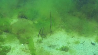 Yosun çalılıklarında siyah çizgili boru balığı (Syngnathus abaster). Karadeniz Balığı