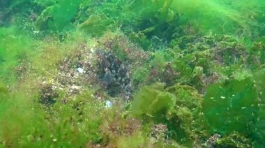 Karadeniz Balığı. Büyük erkek balık Grey wrasse (Sympodus cinereus) alglerden yapılmış bir yuvada yumurtaları korur.