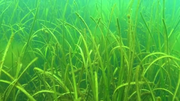 Algen Gestrüpp Von Seegras Zostera Schwarzes Meer — Stockvideo