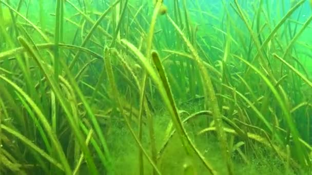Algues Fourrés Herbe Marine Zostera Mer Noire — Video