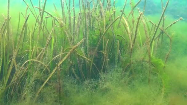 Algas Matorrales Hierba Mar Zostera Mar Negro — Vídeo de stock